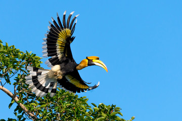 Hornbill in flight above the forest canopy